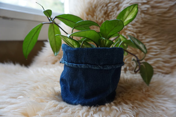 African Indigo Plant Holder