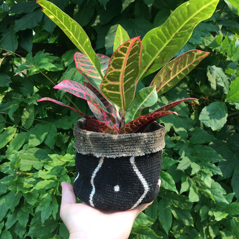 Plant Holders